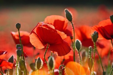 Den válečných veteránů Den válečných veteránů