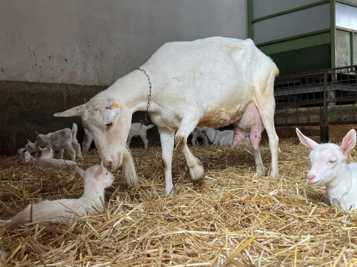 FarmaFest v Ratibořicích