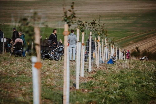 Nové aleje a sady