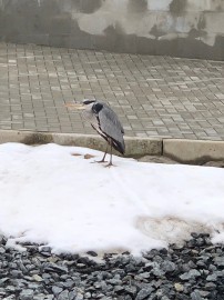 Volavka popelavá u nás na dvorku Volavka popelavá u nás na dvorku